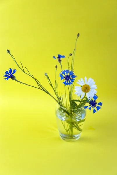 Дикі квіти на жовтому тлі — стокове фото