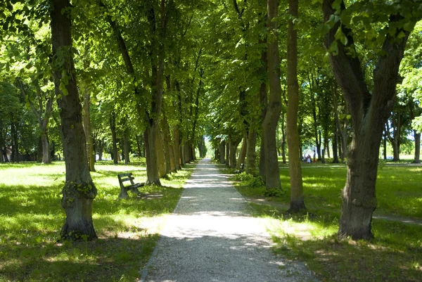 Тунель дерево дороги в Польщі — стокове фото