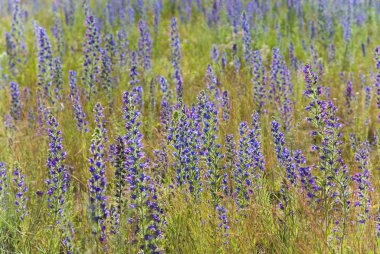 Blue wildflowers on summer meadow