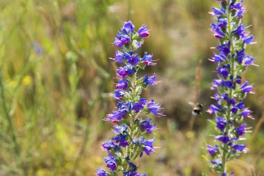 Blue wildflowers on summer meadow