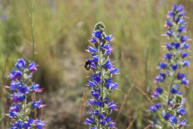 Blue wildflowers on summer meadow