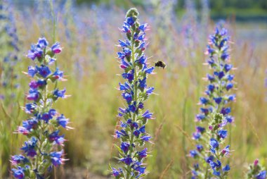 Blue wildflowers on summer meadow