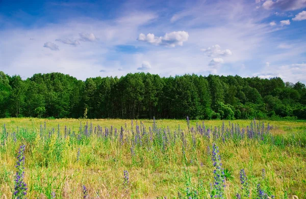 Blaue Wildblumen vor dem Hintergrund des Waldes — Stockfoto