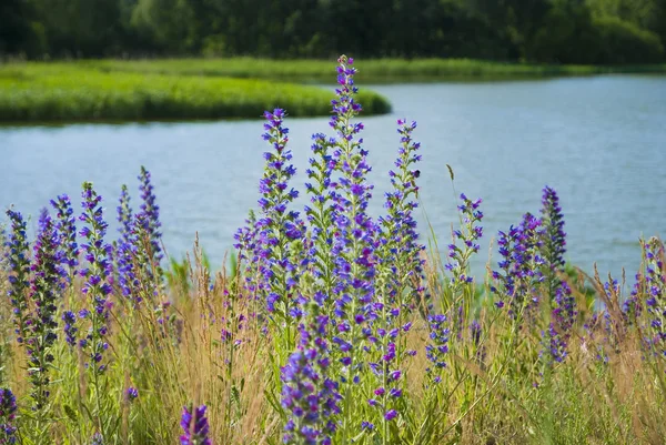 Полевые цветы на фоне реки — стоковое фото