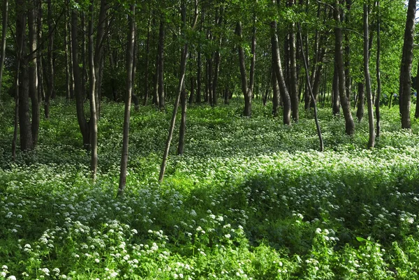 Tavaszi erdő több fehér vadvirágok — Stock Fotó