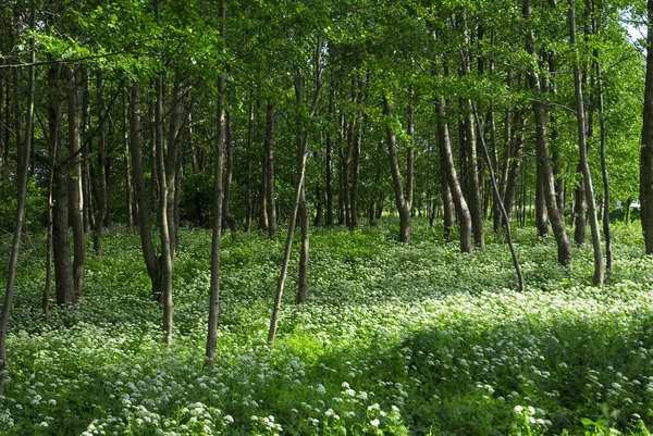 stock image Spring forest with multiple white wild flowers