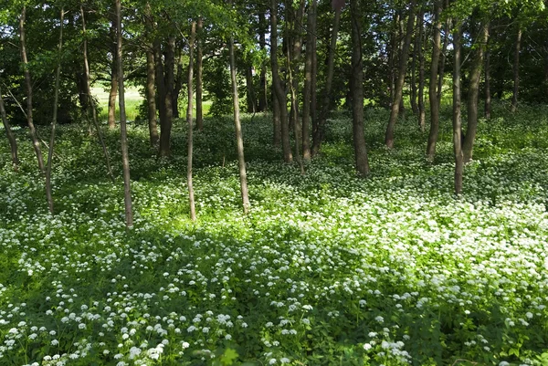 Våren skogen med flera vita vilda blommor — Stockfoto