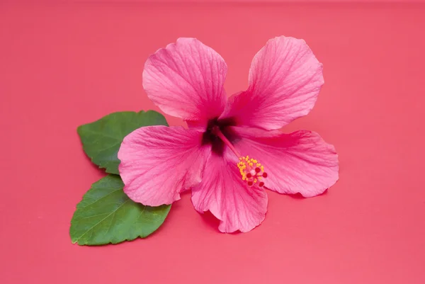 Ibišek květ na růžovém pozadí — Stock fotografie