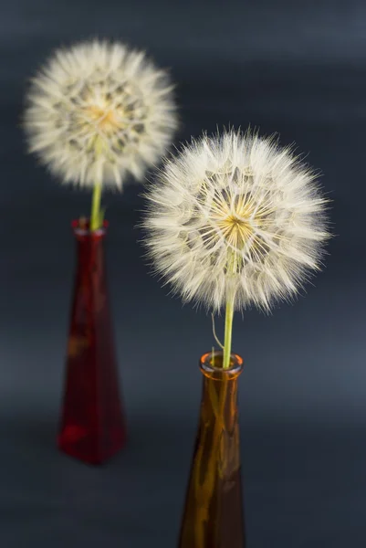 Beautiful dandelion on the black background — Stock Photo, Image