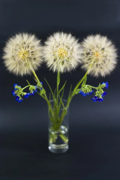 Beautiful dandelion on the black background — Stock Photo, Image