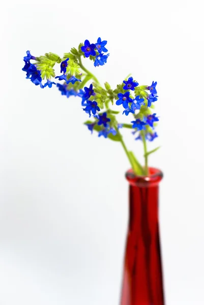 Blå blommor i röd vas på den vita bakgrunden — Stockfoto