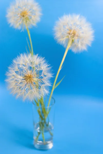 Dandelions on the blue background — Stock Photo, Image