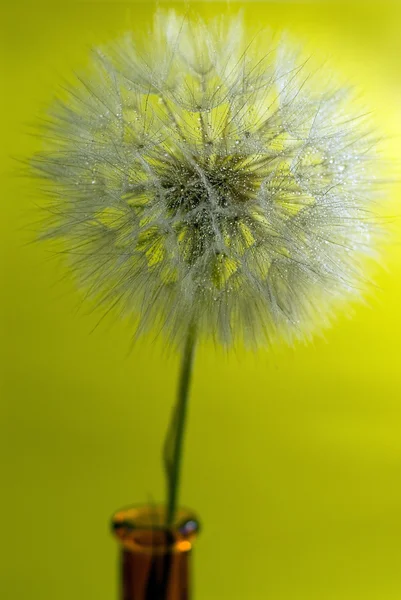 Dandelions with drop water on yellow background — Stock Photo, Image