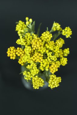 Immortelle on black background clipart