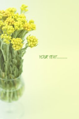 Beyaz arka plan üzerinde izole rengi bozulmayan çiçek (Helychrysum)