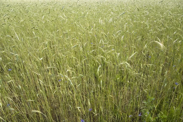 Campo de trigo após chuva — Fotografia de Stock