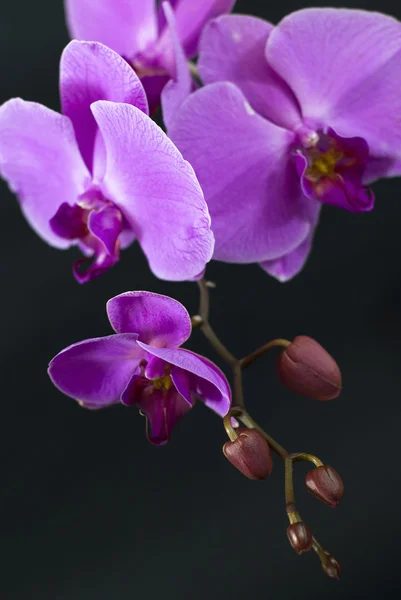 Fialová orchidej izolovaných na černém — Stock fotografie