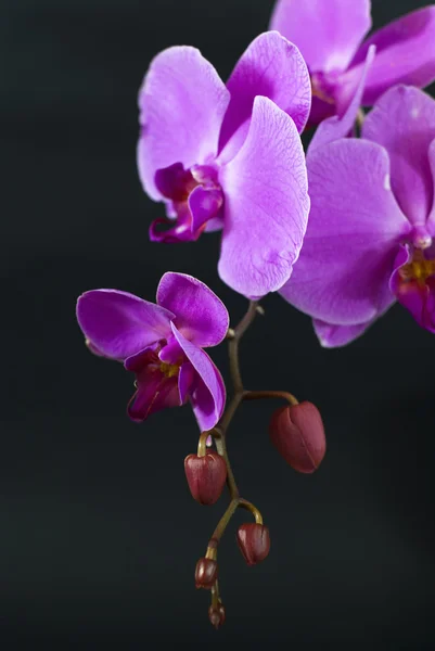 Purple orchid isolated on black — Stock Photo, Image