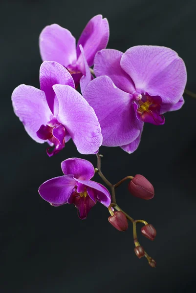 Purpurowa orchidea na czarnym tle — Zdjęcie stockowe