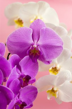 Purple and white orchid isolated on pink background