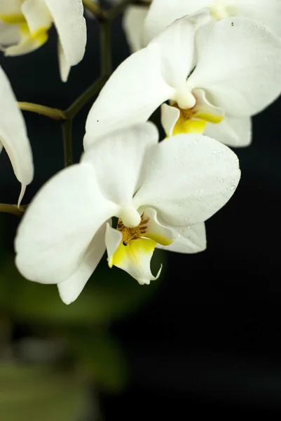 Белая орхидея на черном фоне — стоковое фото