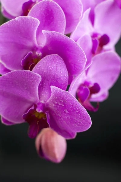 Beautiful purple orchid flower isolated on black — Stock Photo, Image