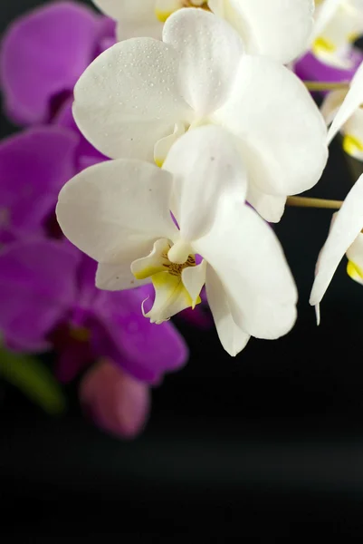 Violett mit weißer Orchidee auf schwarzem Hintergrund — Stockfoto
