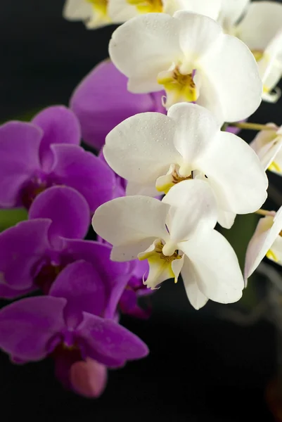 Roxo com orquídea branca isolada sobre fundo preto — Fotografia de Stock