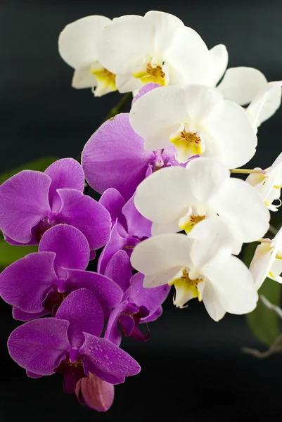 Фиолетовый с белой орхидеей изолированы на черном фоне — стоковое фото