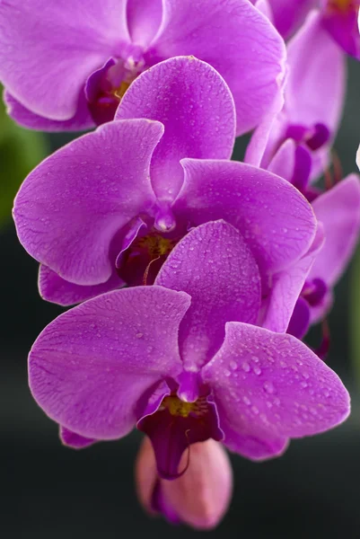 Gyönyörű lila orchidea virág elszigetelt fekete — Stock Fotó
