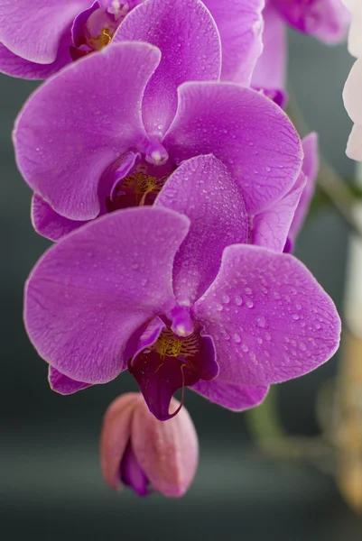 Gyönyörű lila orchidea virág elszigetelt fekete — Stock Fotó