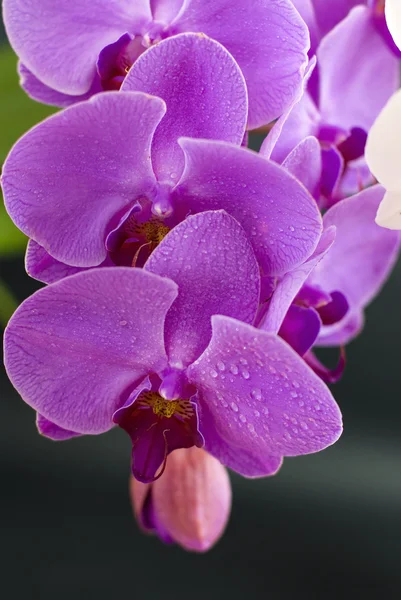 Bela flor de orquídea roxa isolada em preto — Fotografia de Stock