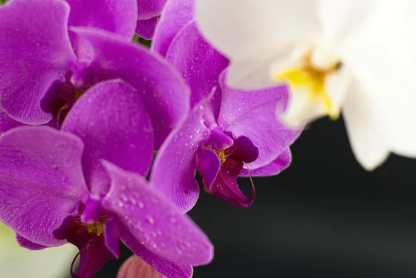 Púrpura con orquídea blanca aislada sobre fondo negro — Foto de Stock
