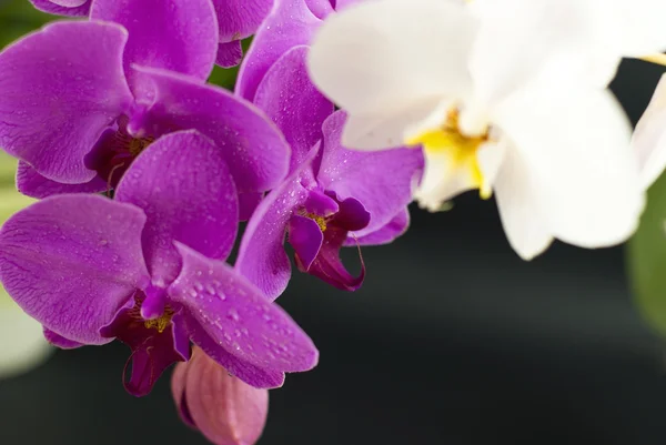 Fialový s bílou orchidej, izolované na černém pozadí — Stock fotografie