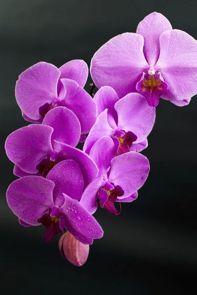 Kaunis violetti orkidea kukka eristetty musta — kuvapankkivalokuva