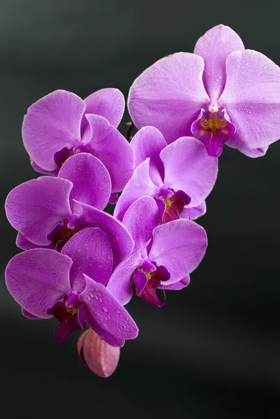 Schöne lila Orchideenblume isoliert auf schwarz — Stockfoto