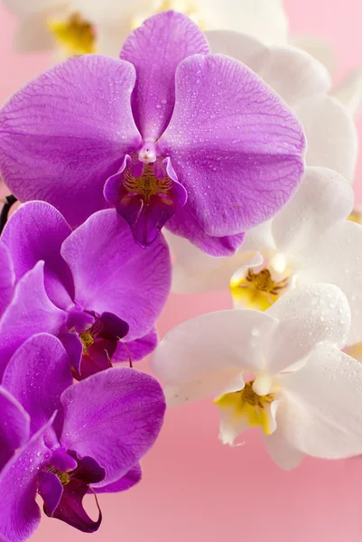 Lila und weiße Orchidee isoliert auf rosa Hintergrund — Stockfoto