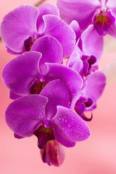 粉红色的背景上孤立的紫色兰花 — 图库照片