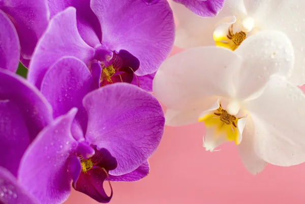 Orquídea roxa e branca isolada sobre fundo rosa — Fotografia de Stock