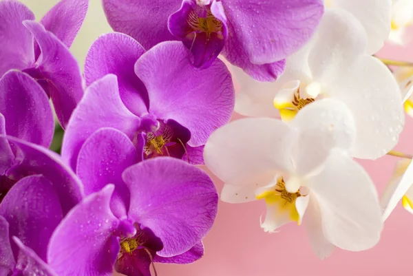Orquídea roxa e branca isolada sobre fundo rosa — Fotografia de Stock
