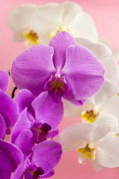 Lila és fehér orchidea rózsaszín háttér elszigetelt — Stock Fotó