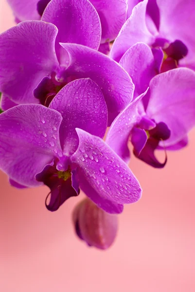 Lila Orchidee isoliert auf rosa Hintergrund — Stockfoto