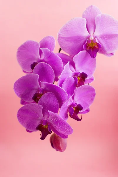 Lila orchidea rózsaszín háttér elszigetelt — Stock Fotó