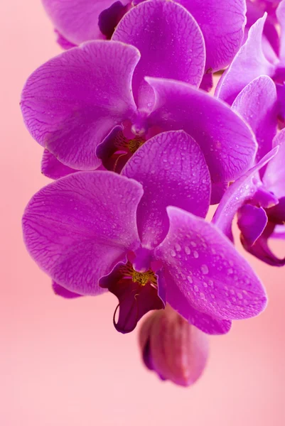 Violetti orkidea eristetty vaaleanpunaisella taustalla — kuvapankkivalokuva