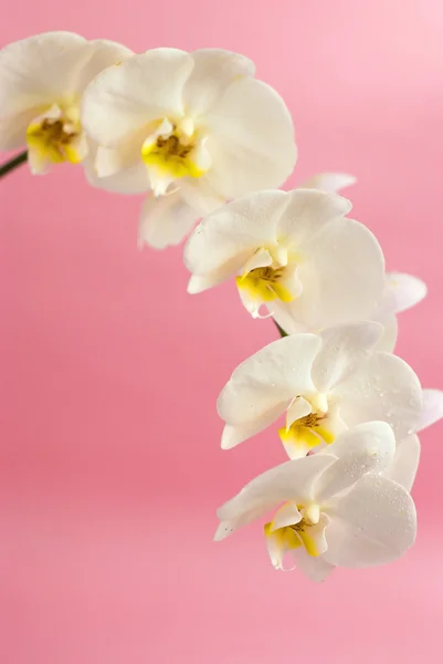 Orquídea blanca sobre fondo rosa — Foto de Stock