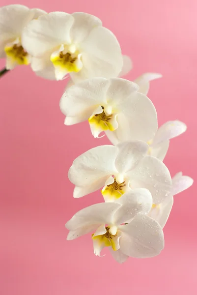 Weiße Orchidee auf rosa Hintergrund — Stockfoto