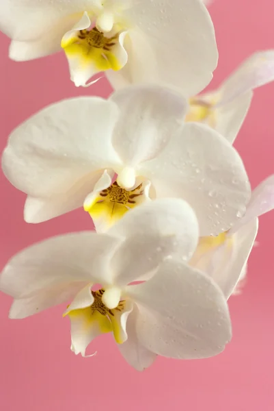 粉红色的背景上的白色兰花 — 图库照片