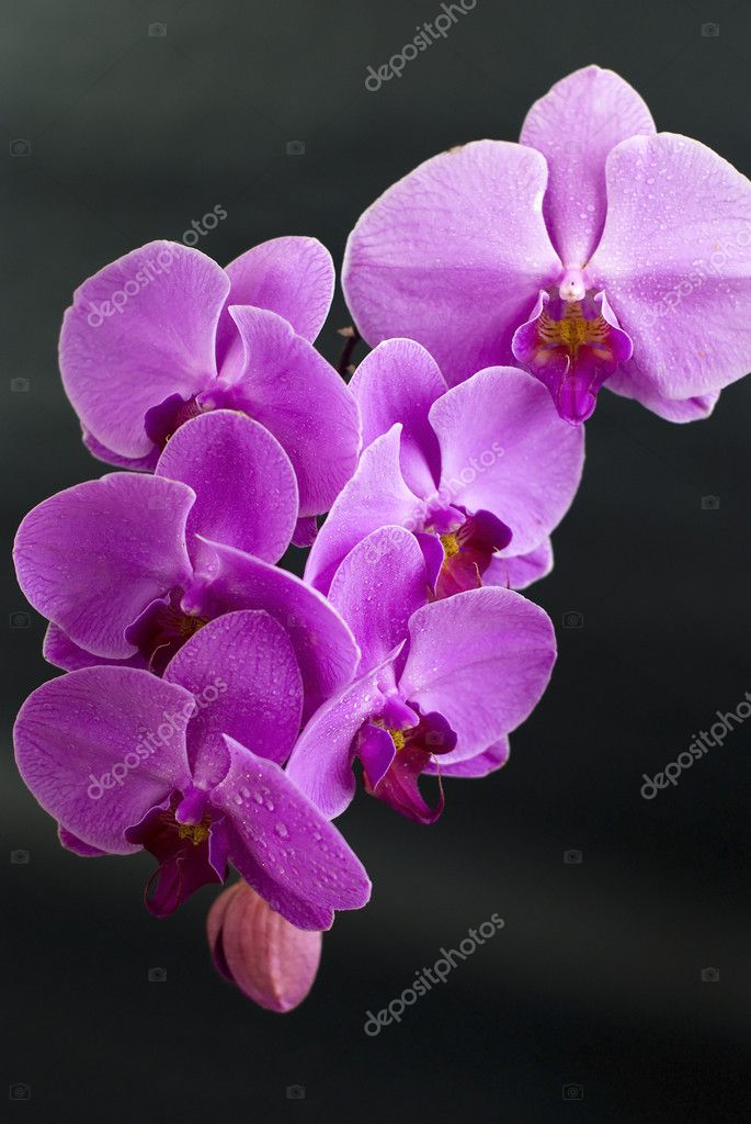 Bela flor de orquídea roxa isolada em preto fotos, imagens de © aletrac  #6064419