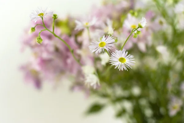 Buquê de flores silvestres em um fundo branco — Fotografia de Stock