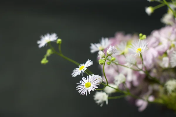 Bukett av vilda blommor på en vit svart — Stockfoto